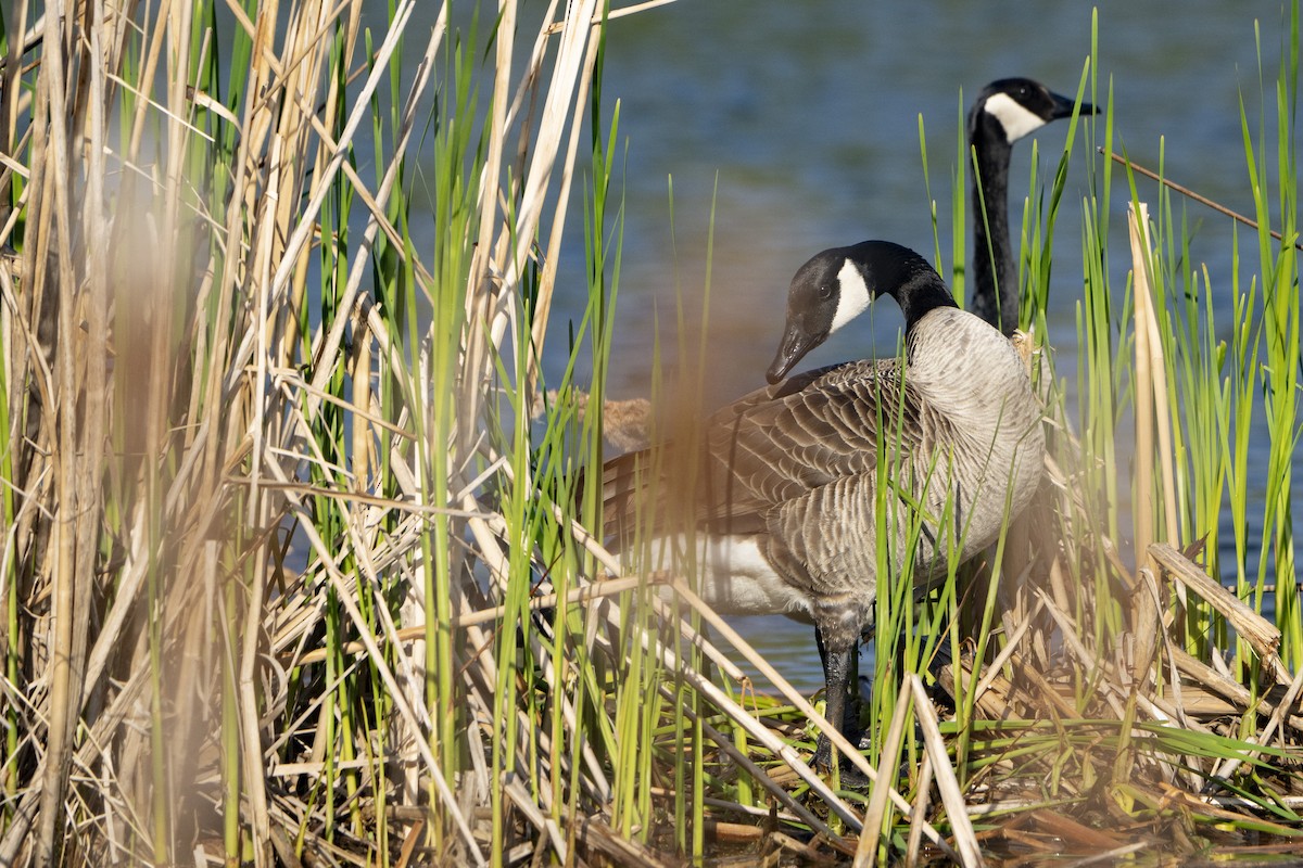 Canada Goose - ML618266288