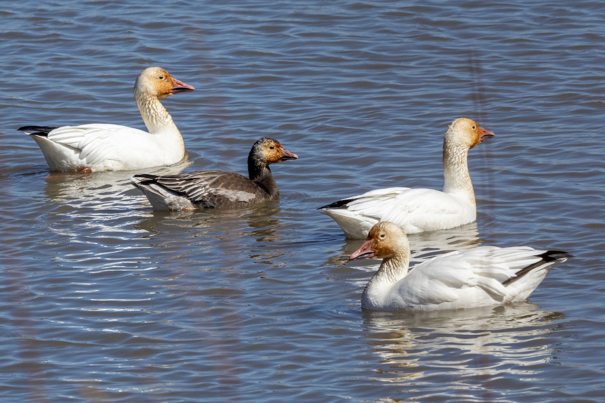 Snow x Ross's Goose (hybrid) - ML618266298