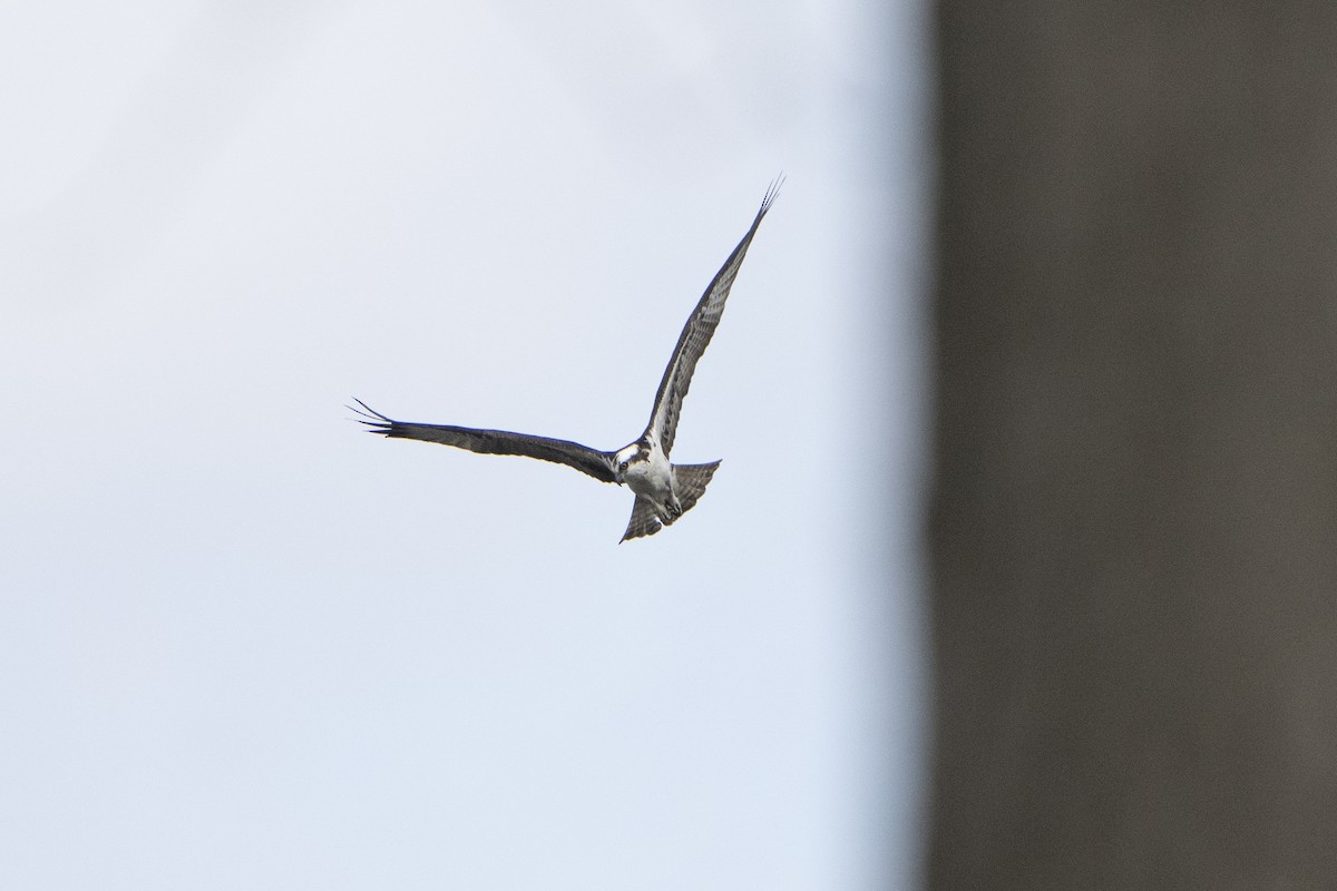 Águila Pescadora - ML618266299