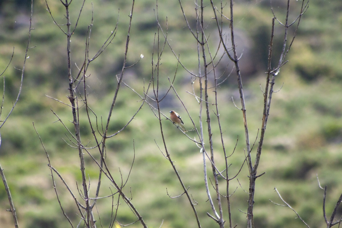 Common Chaffinch - ML618266301