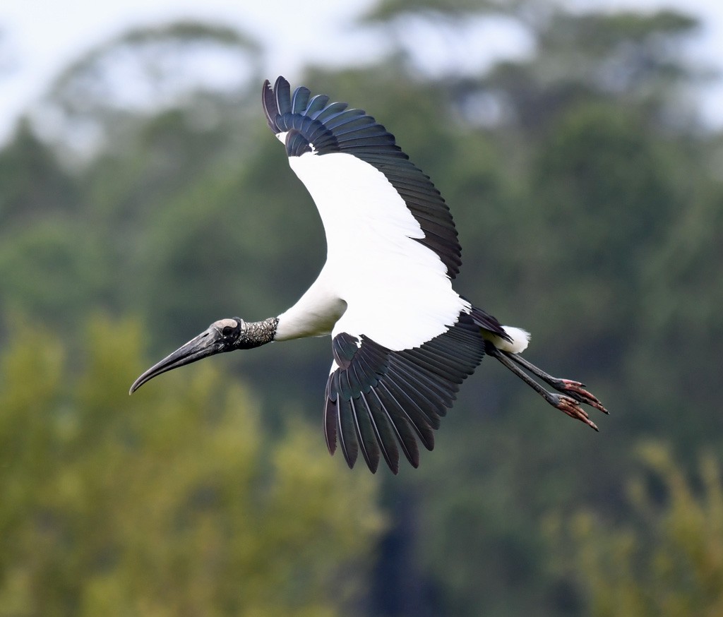 Wood Stork - ML618266305