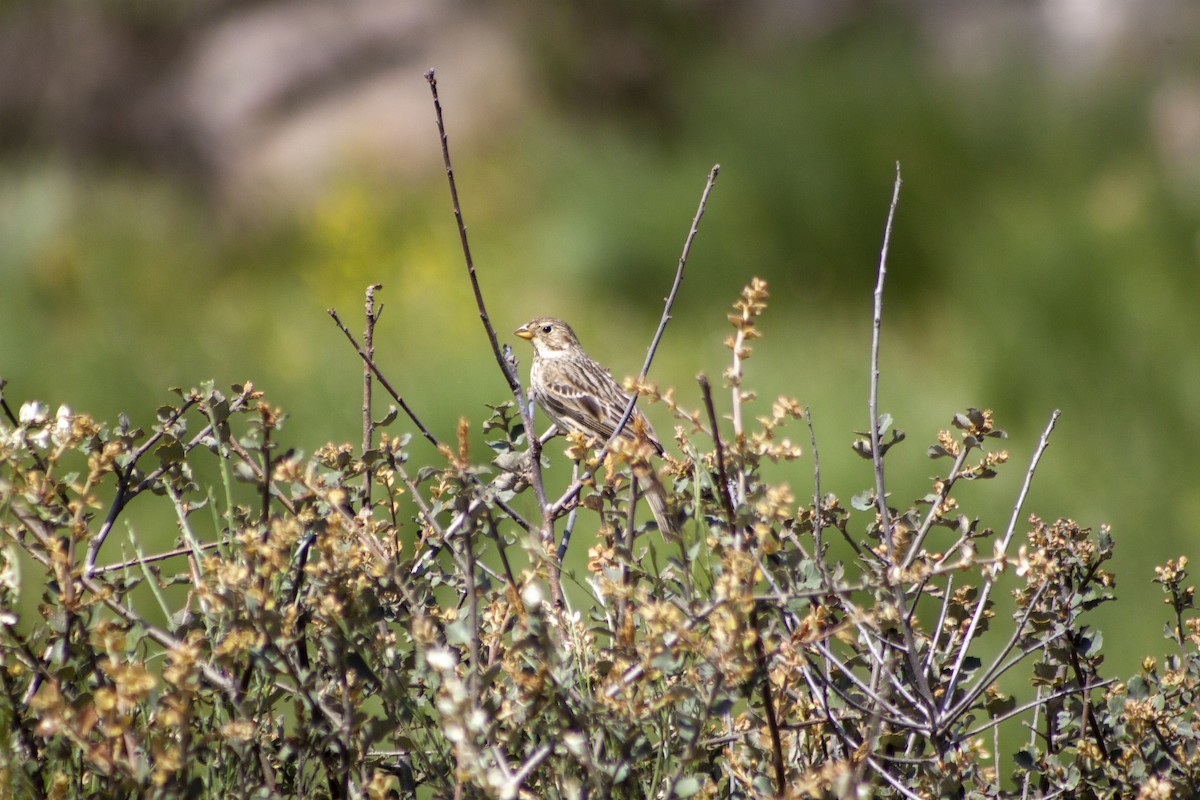 Corn Bunting - ML618266312