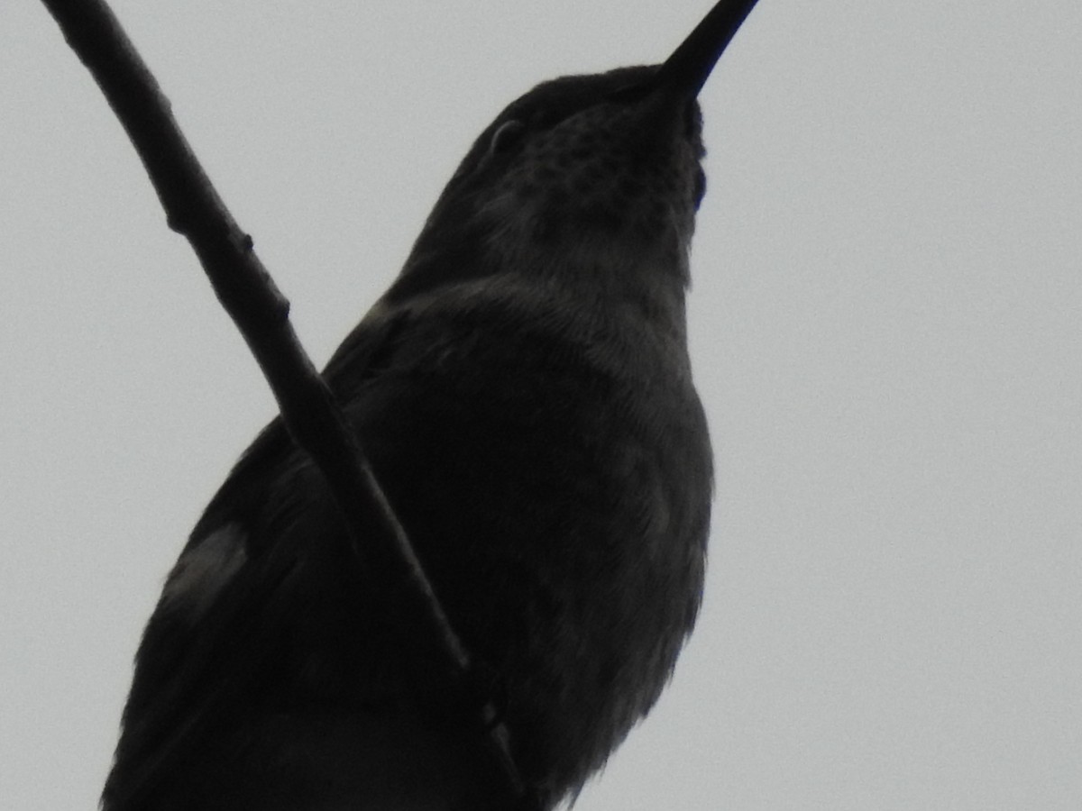 Slender-tailed Woodstar - ML618266328