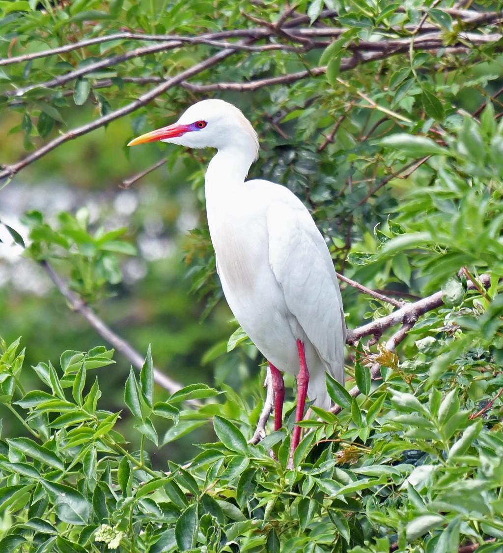 Western Cattle Egret - Giff Beaton