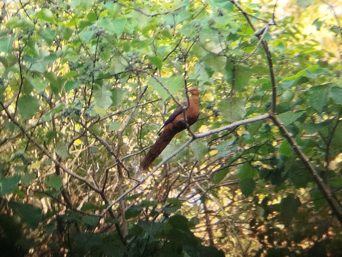 Philippine Cuckoo-Dove - ML618266360