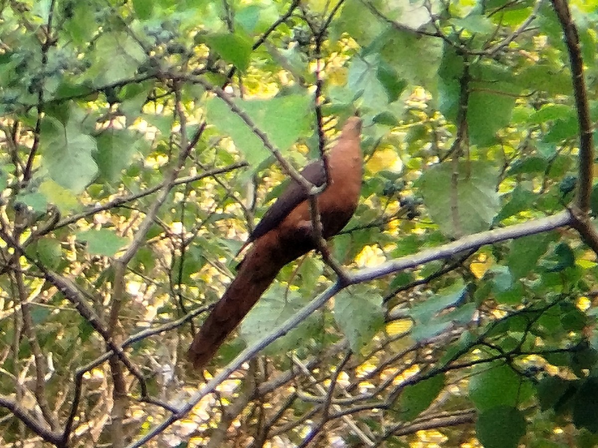 Philippine Cuckoo-Dove - ML618266364