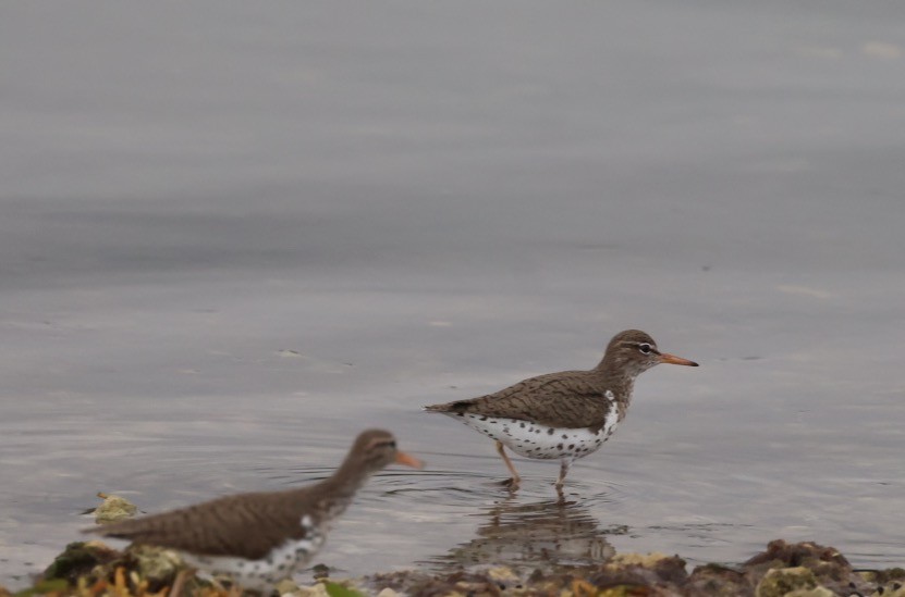 Spotted Sandpiper - Kevin Sarsfield