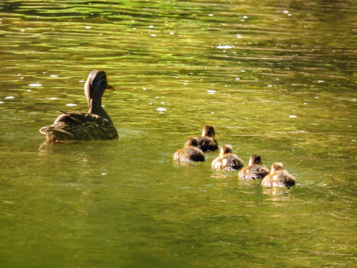 Canard colvert - ML618266383