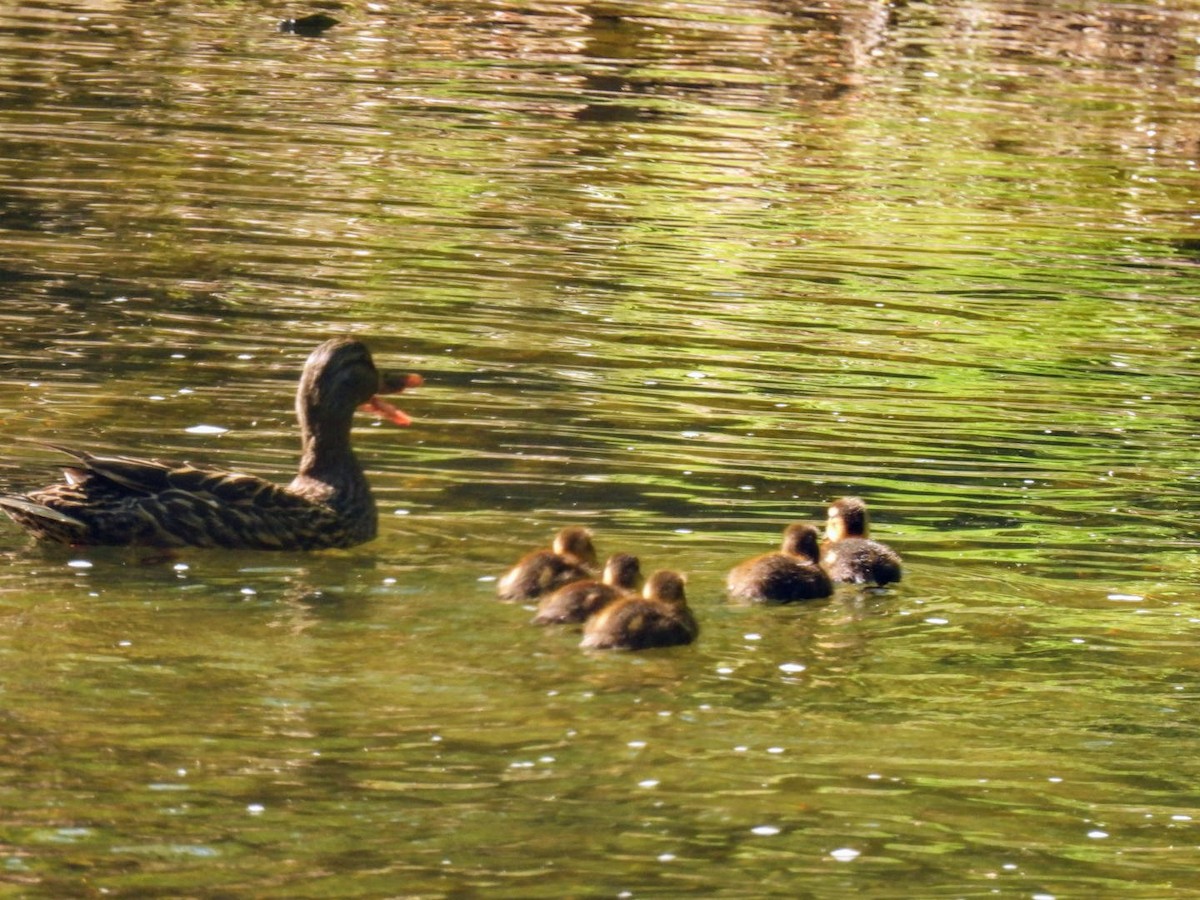 Canard colvert - ML618266384