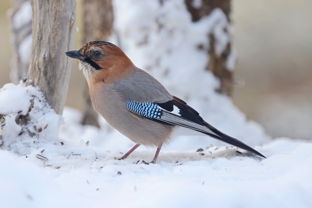 Eurasian Jay (Brandt's) - Chih-Wei(David) Lin