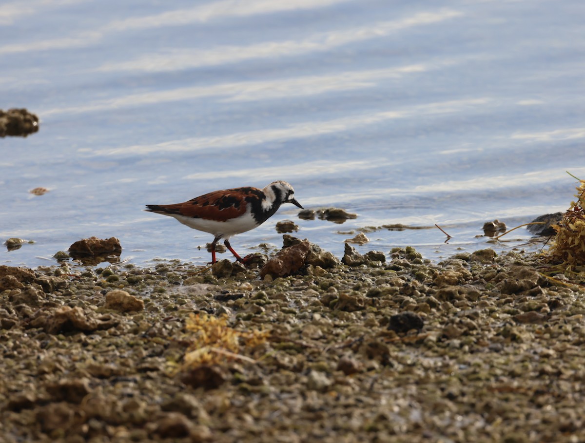 Ruddy Turnstone - ML618266390