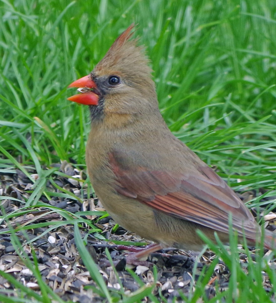 Northern Cardinal - Bill Winkler