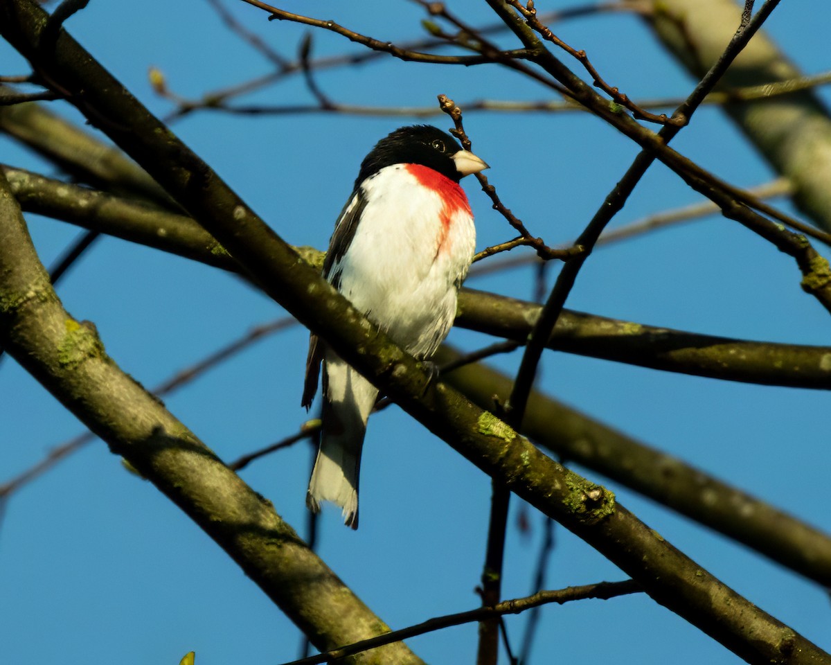 Rose-breasted Grosbeak - Frank Pointner