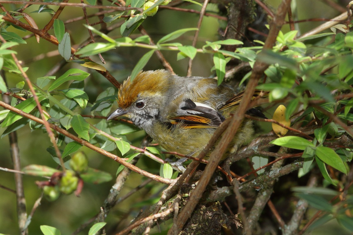 Chestnut-tailed Minla - Andrey Mikhaylov