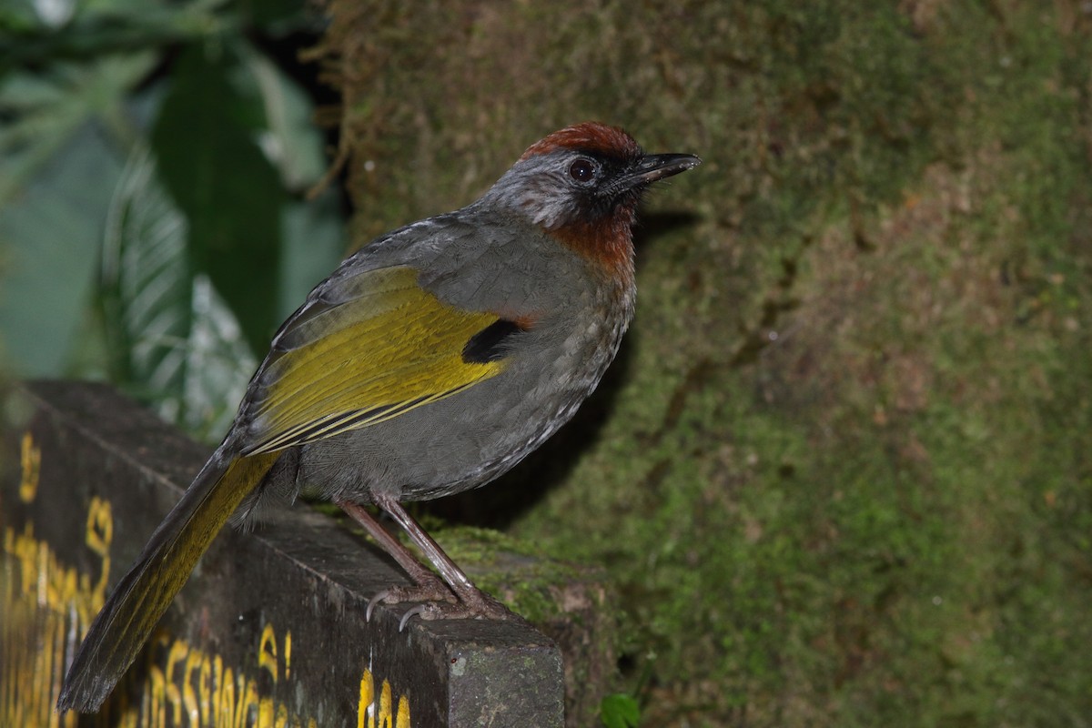 Chestnut-tailed Minla - Andrey Mikhaylov