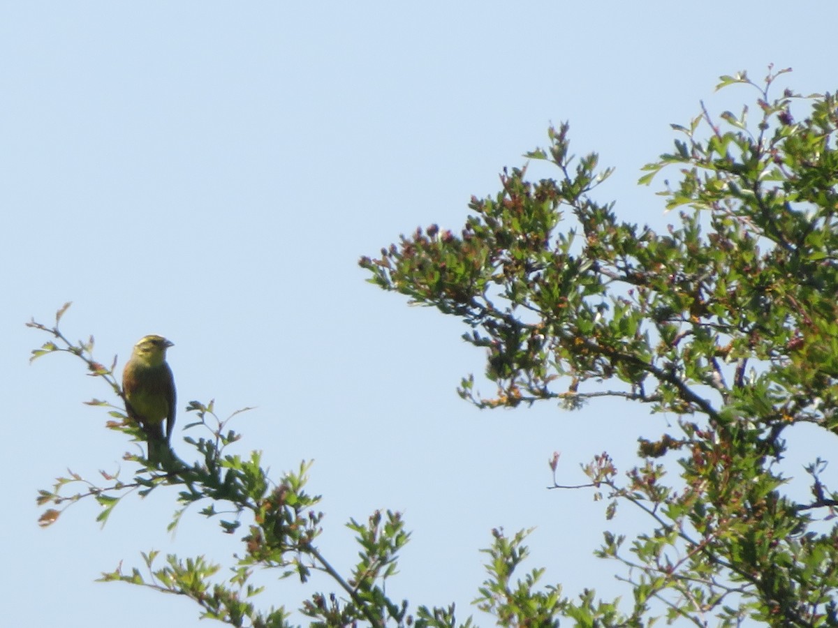 Yellowhammer - ML618266409