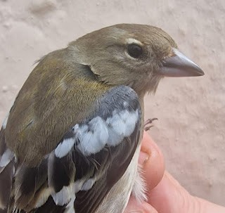 African Chaffinch - Mark Cutts