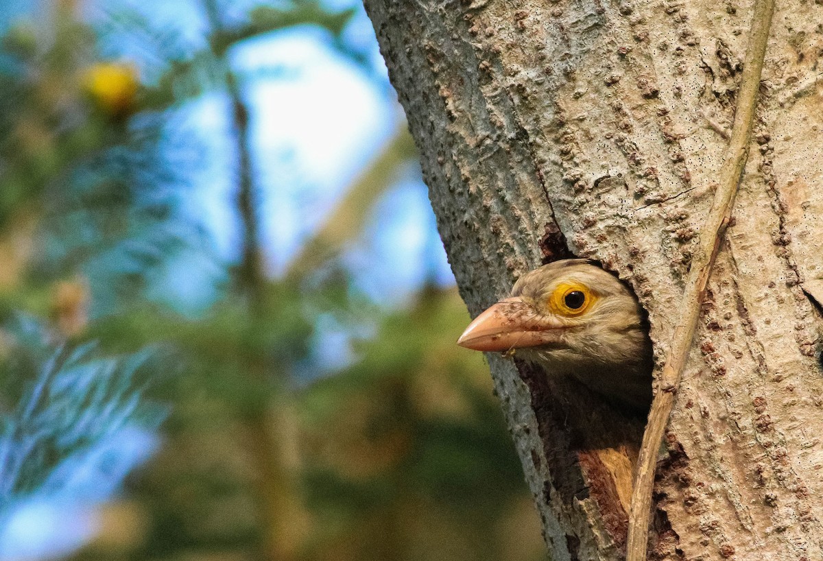 Lineated Barbet - Samim Akhter