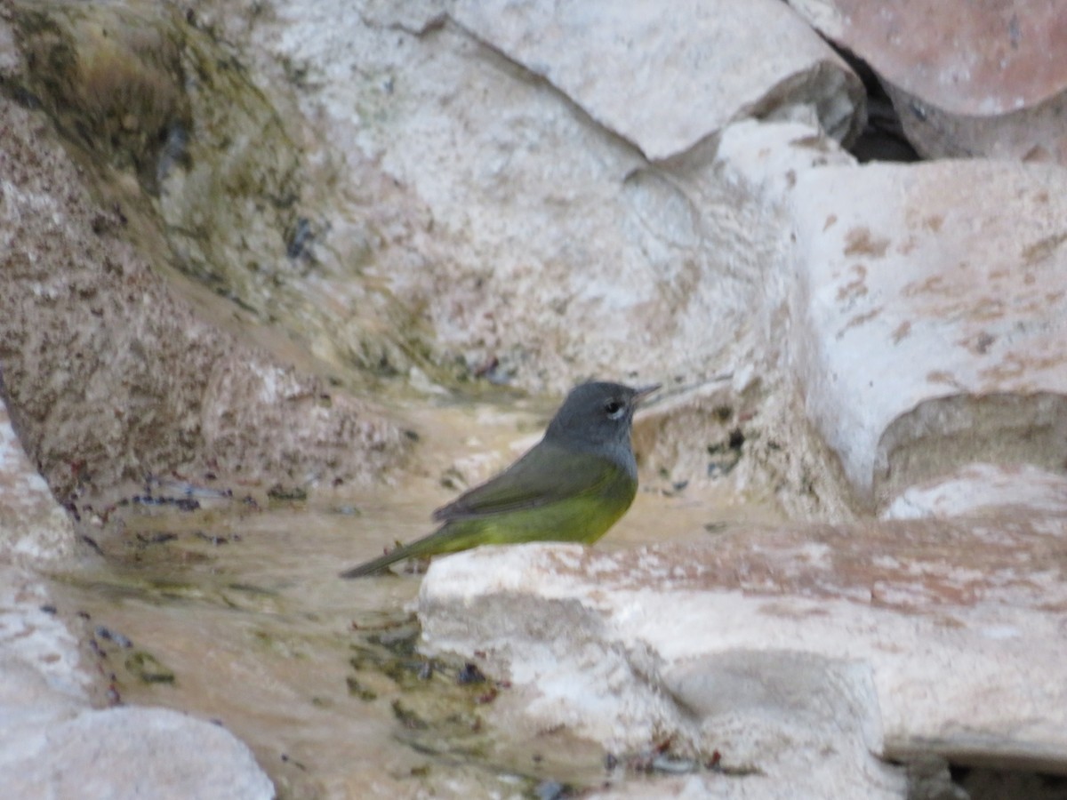 MacGillivray's Warbler - David O'Dell