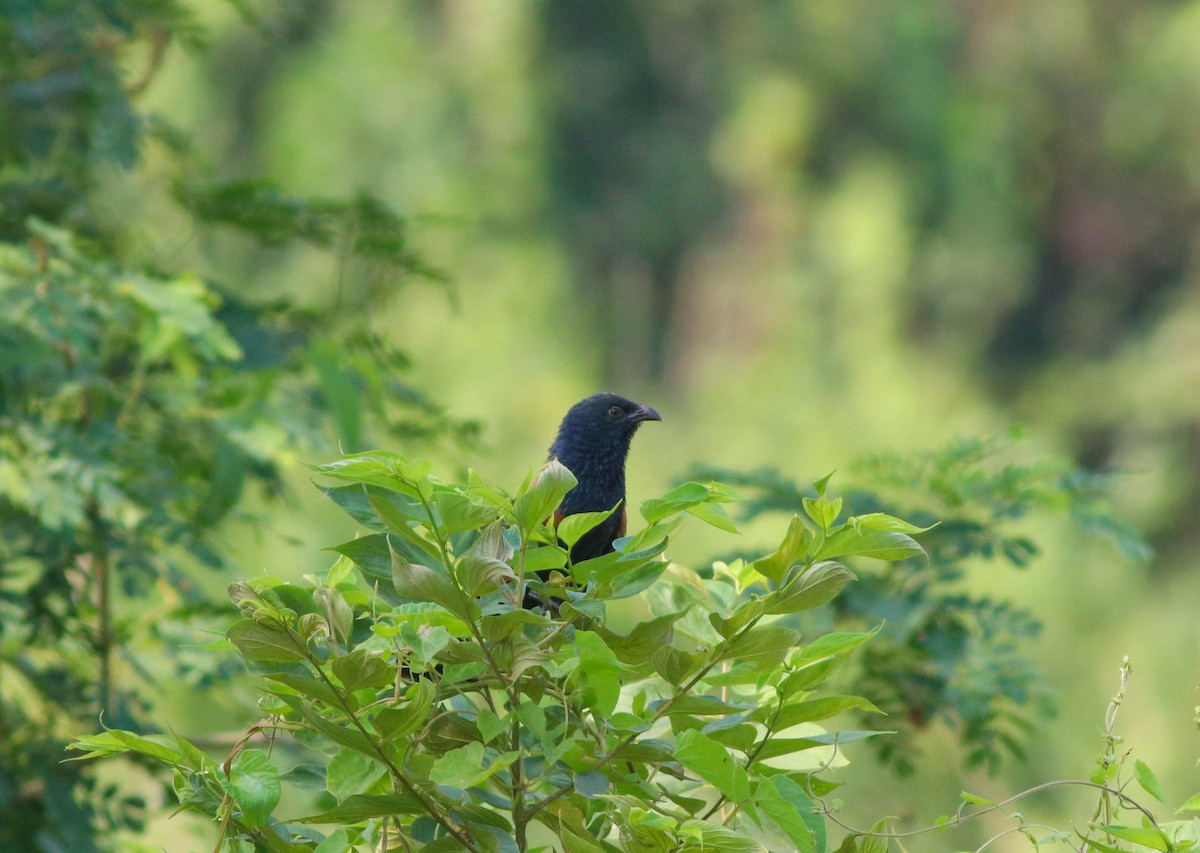 Lesser Coucal - ML618266488