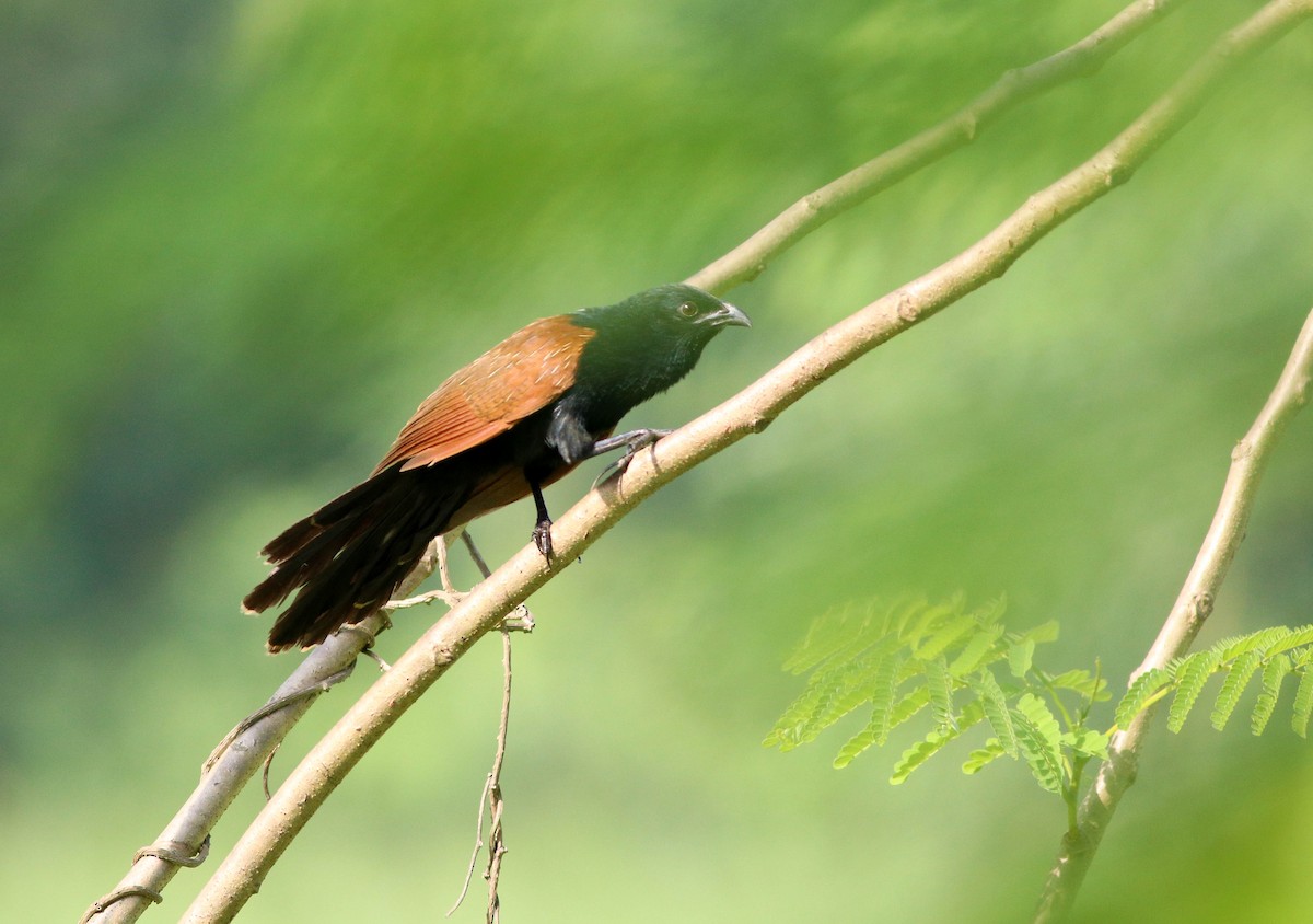 Lesser Coucal - ML618266490