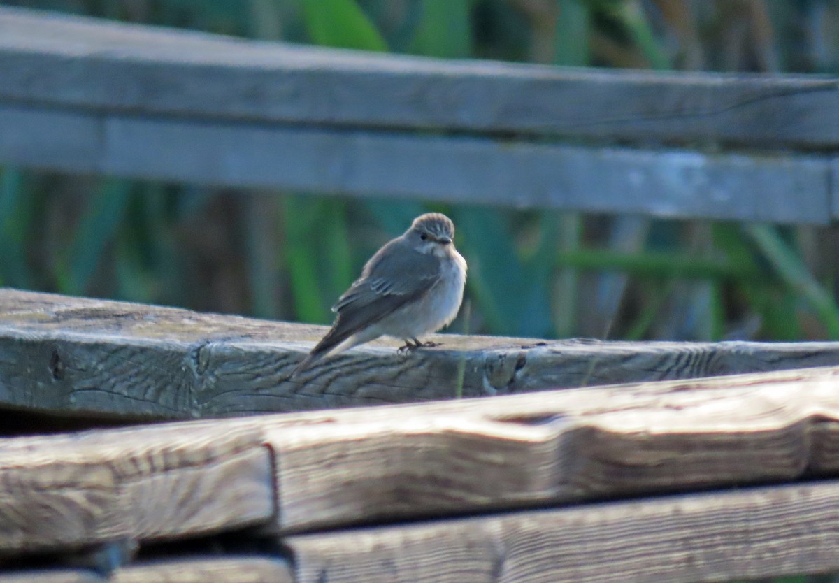 Spotted Flycatcher - ML618266499