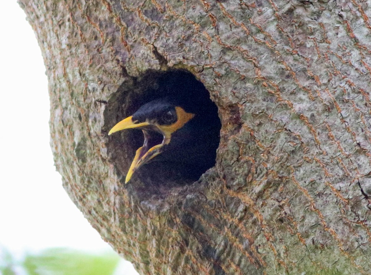 Common Myna - Samim Akhter