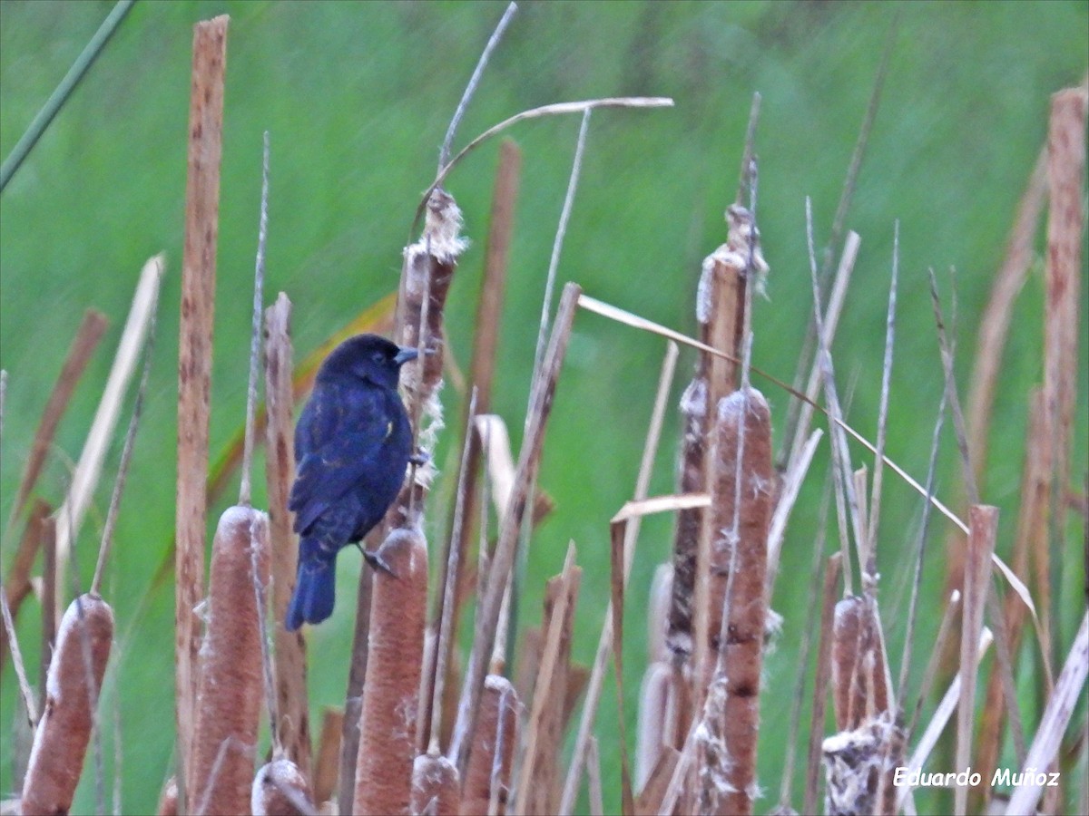 Yellow-winged Blackbird - ML618266508