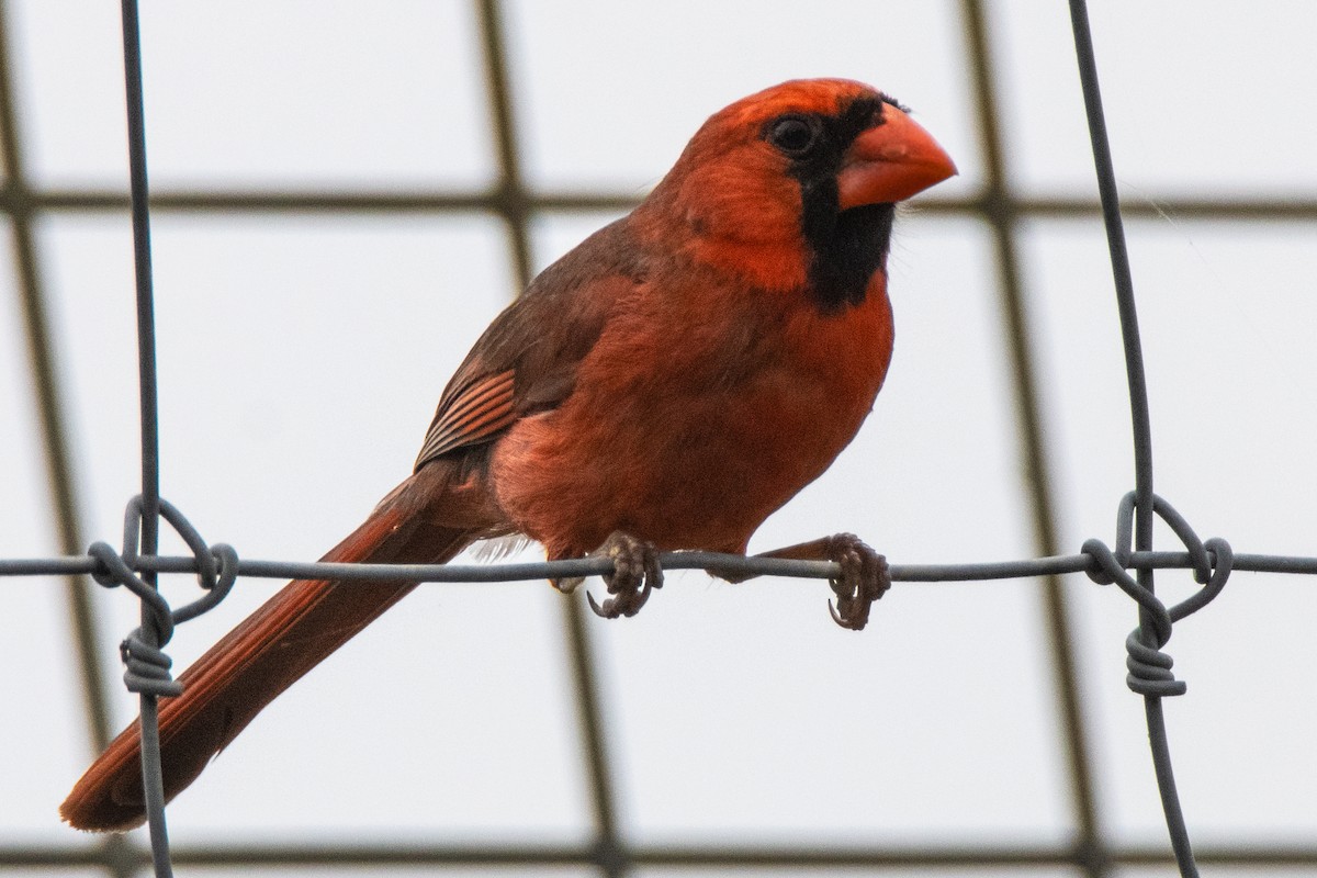 Northern Cardinal - Dale Bargmann