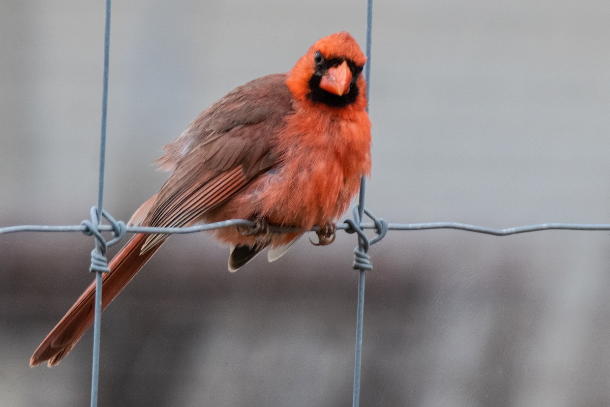 Northern Cardinal - Dale Bargmann