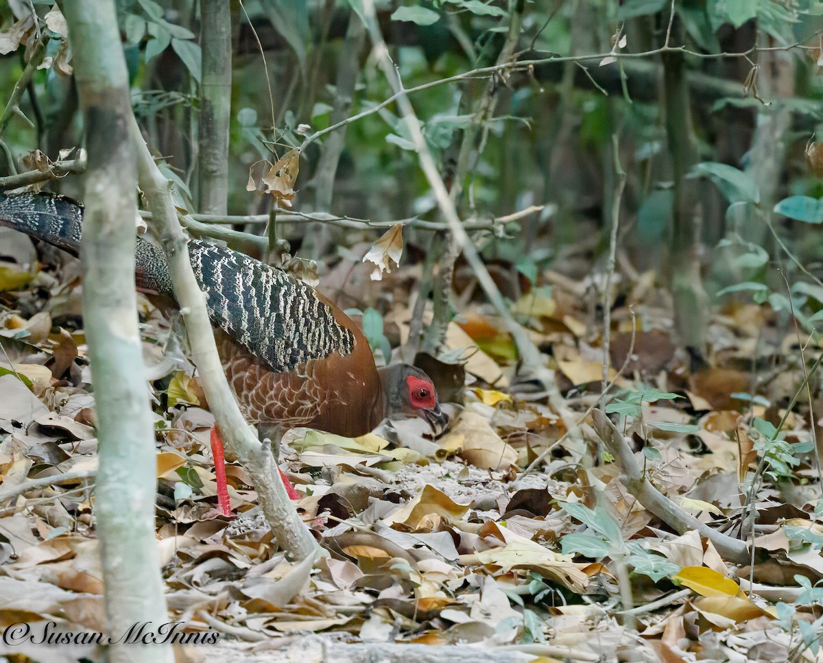 Siamese Fireback - Susan Mac