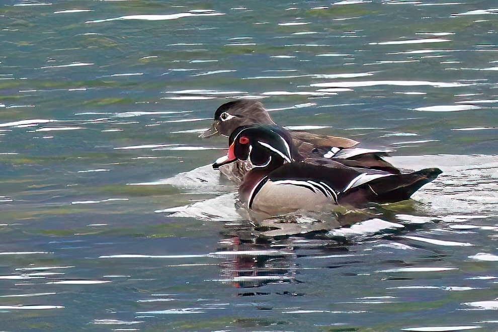 Wood Duck - ML618266537