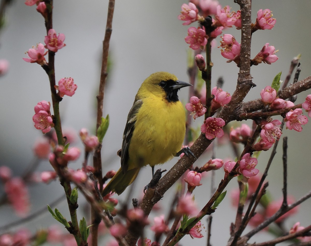 Orchard Oriole - Jim Sparrell