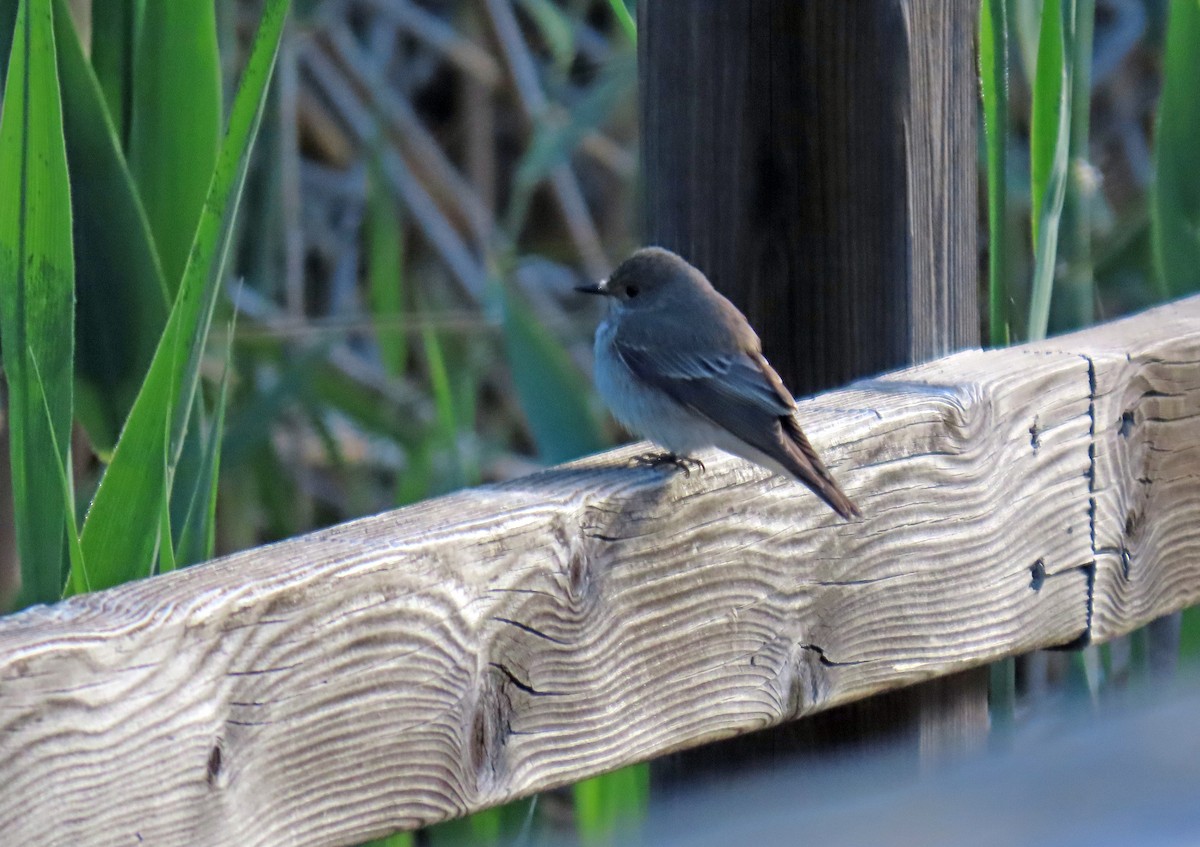 Spotted Flycatcher - Francisco Javier Calvo lesmes