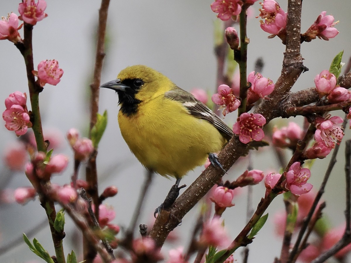 Orchard Oriole - ML618266553