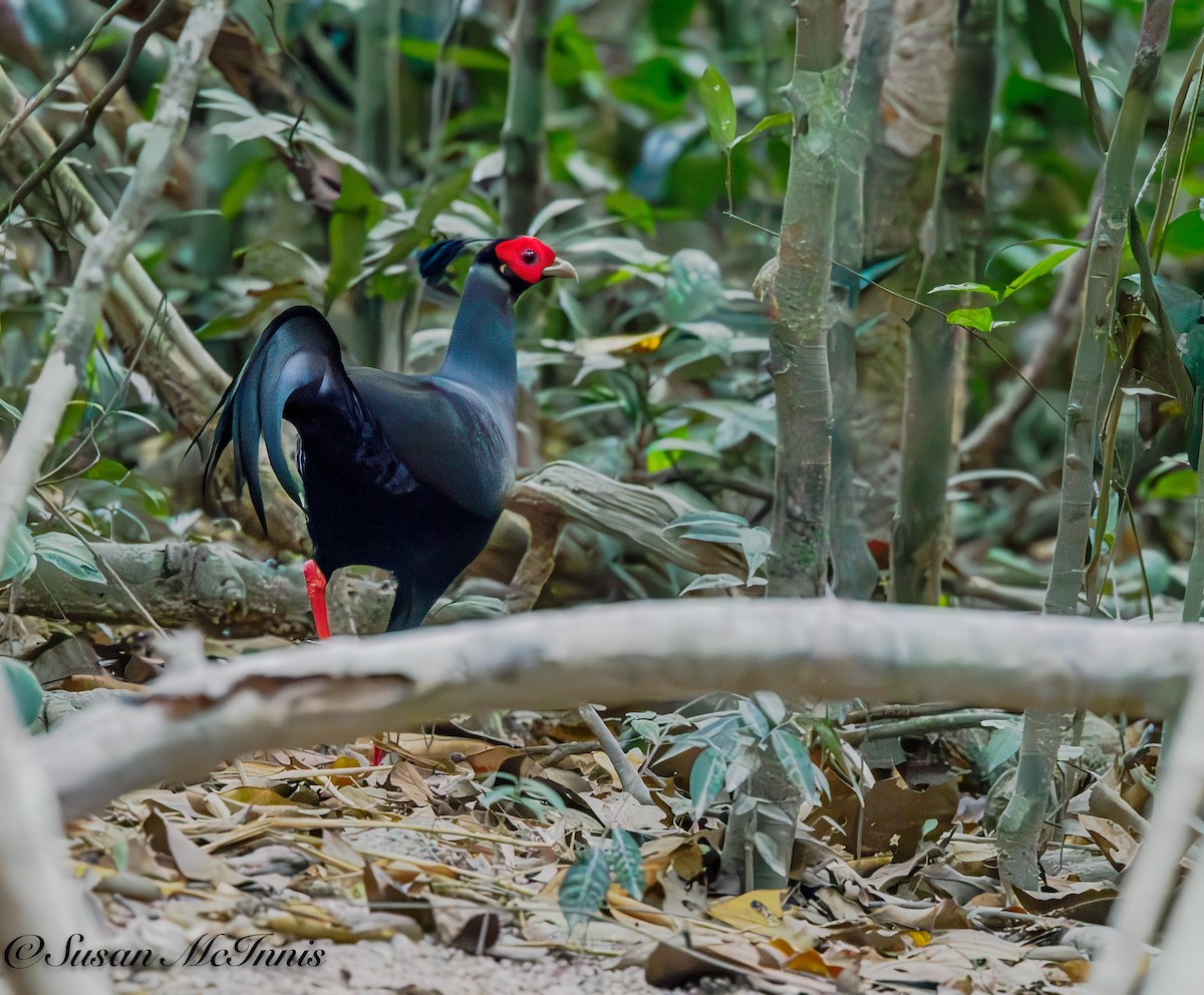 Siamese Fireback - Susan Mac