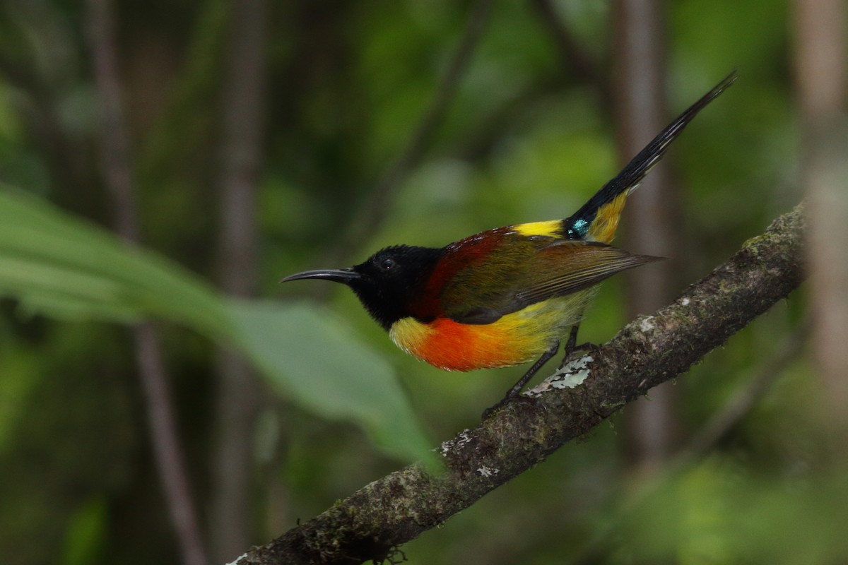 Green-tailed Sunbird - Andrey Mikhaylov