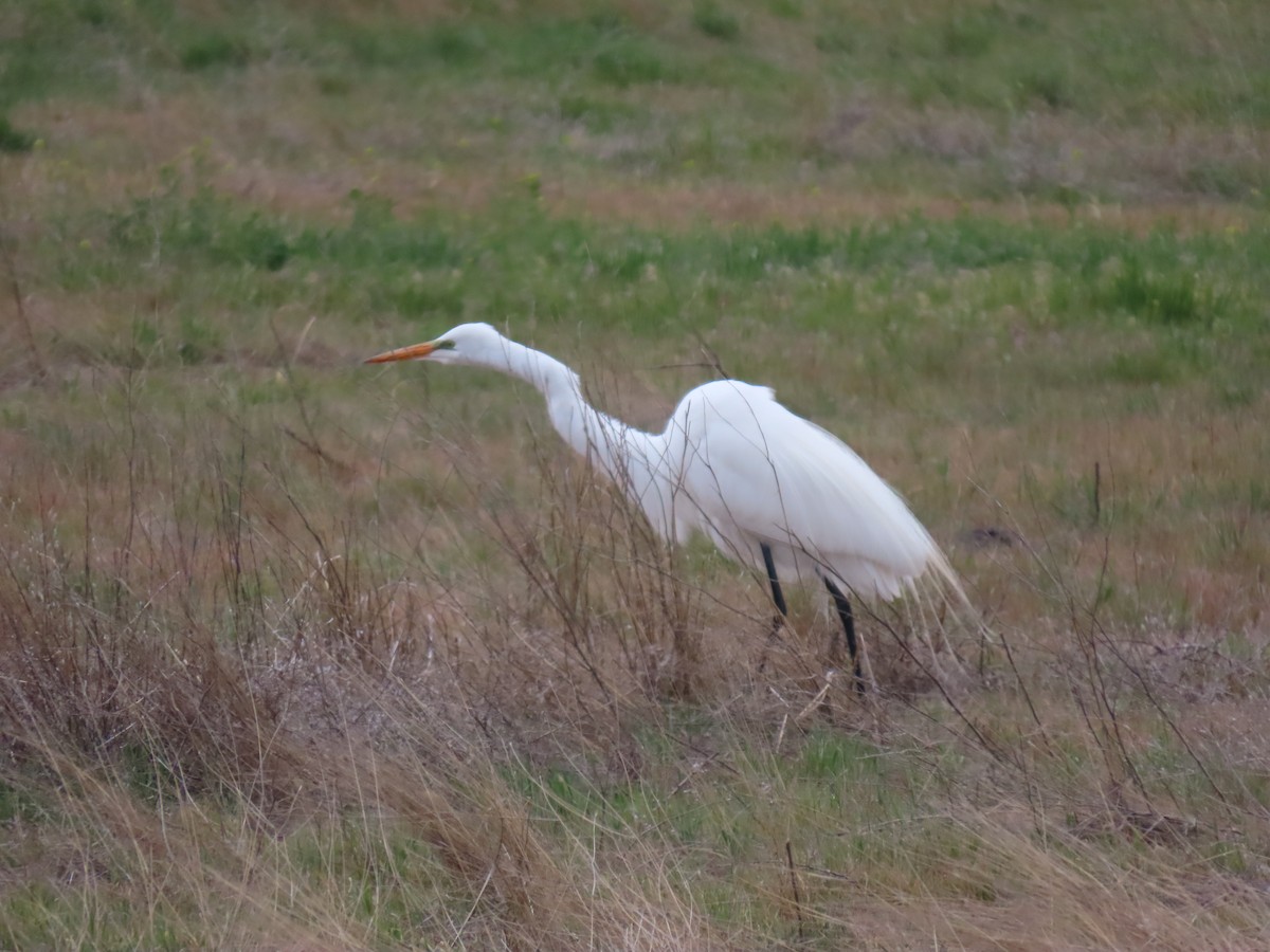 Great Egret - Trent   Bray