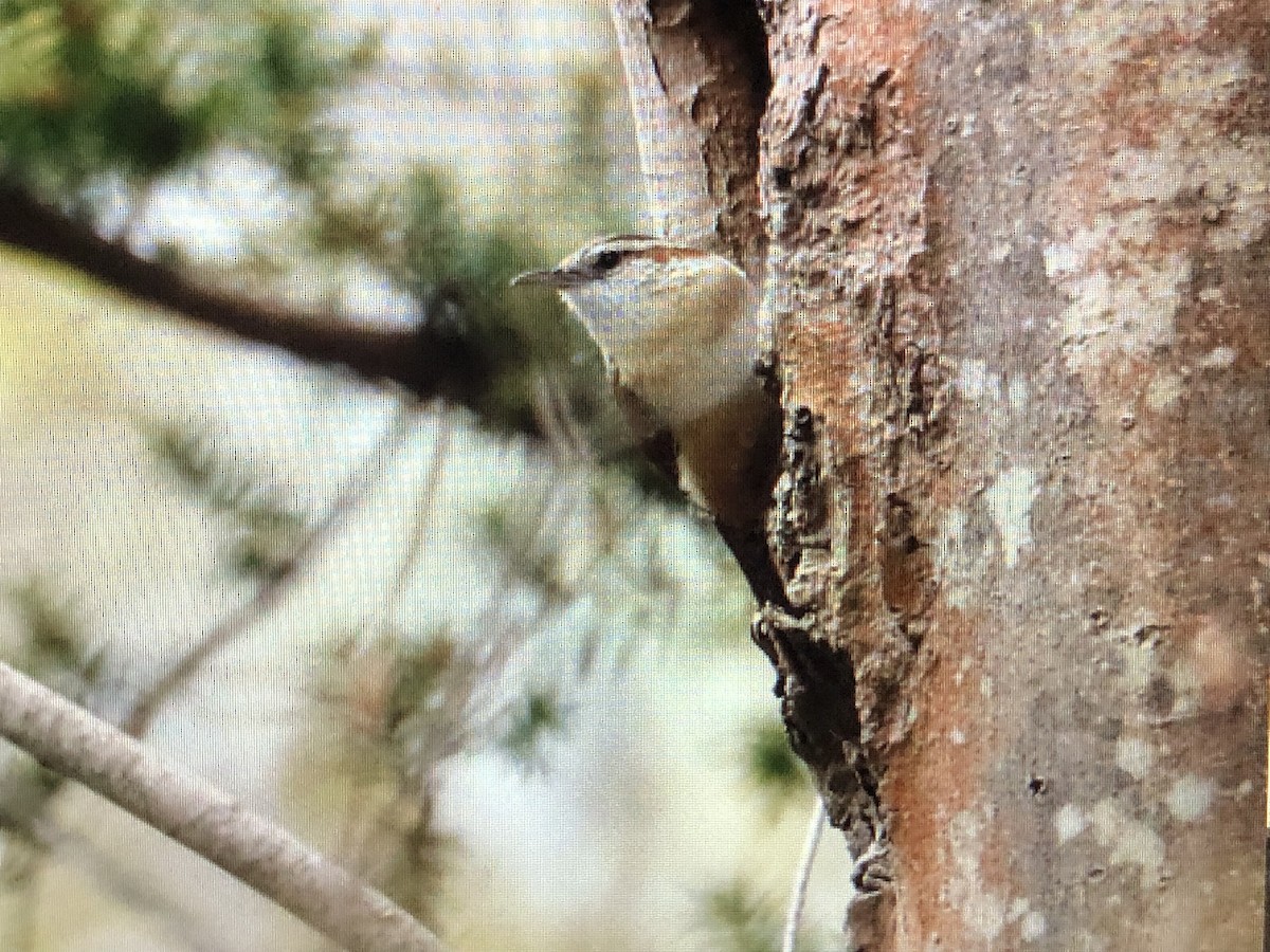 Carolina Wren - Jules S