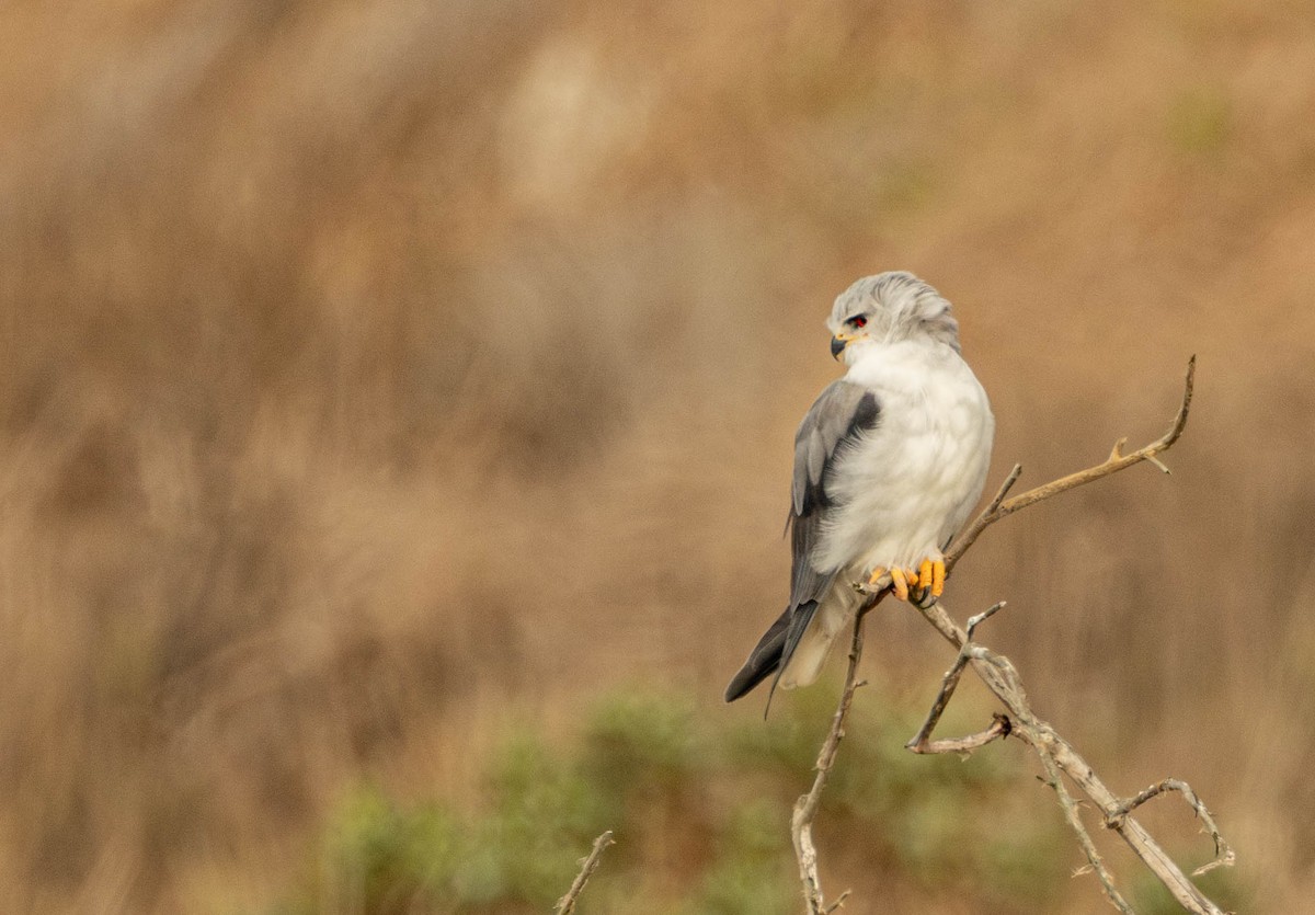 Black-winged Kite - Garret Skead