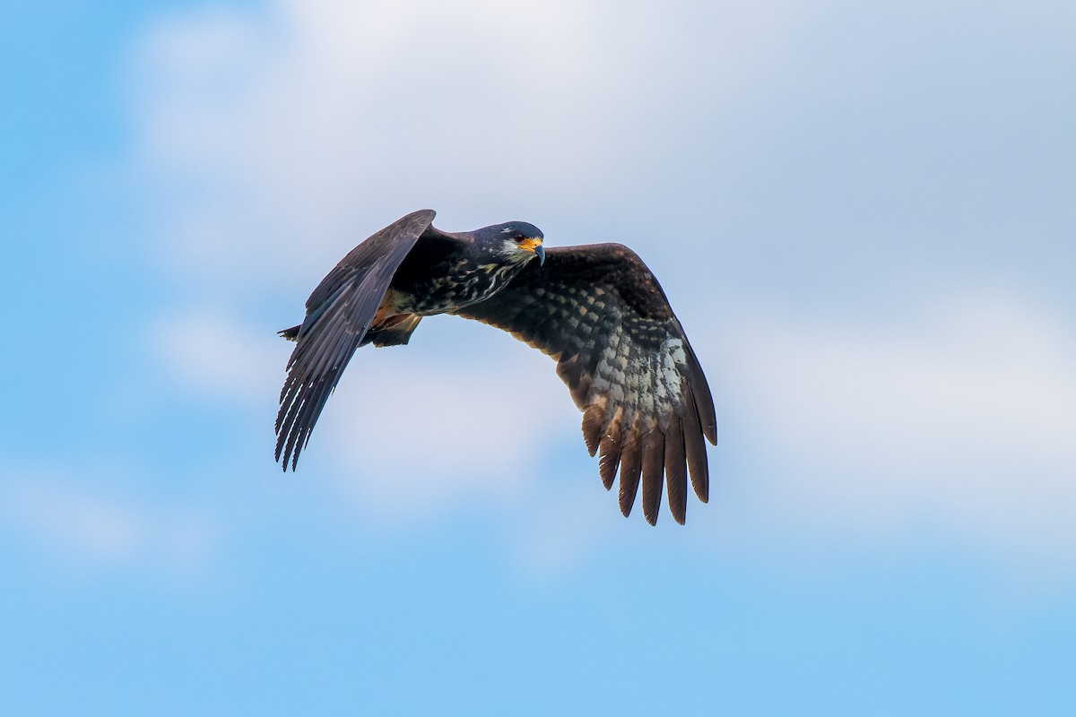 Snail Kite - Marcelo  Telles