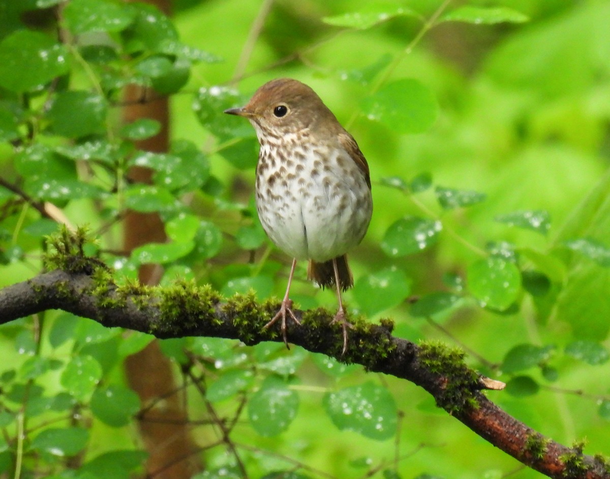 Hermit Thrush - Sara Gravatt-Wimsatt