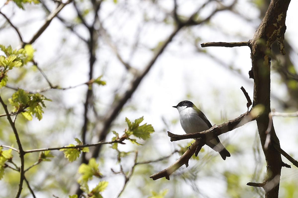 European Pied Flycatcher - Daniel Branch