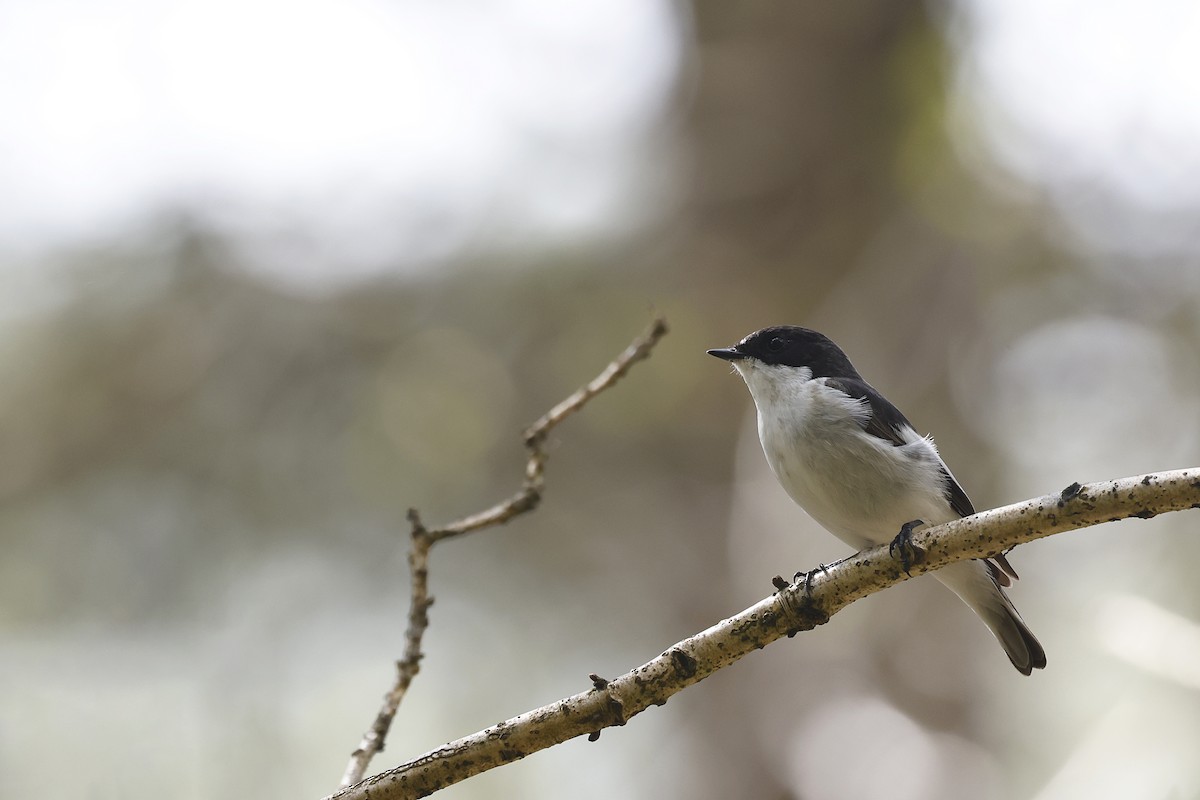 European Pied Flycatcher - ML618266694