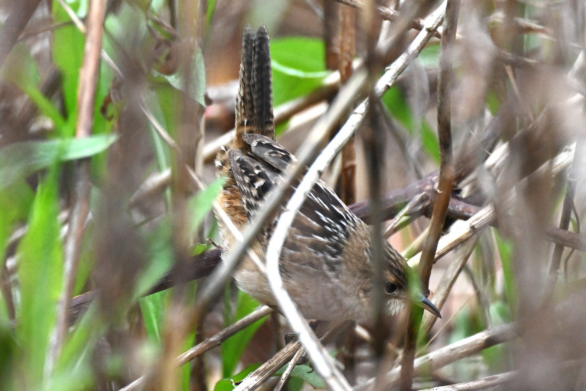 Sedge Wren - ML618266705