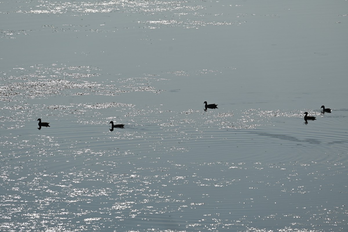 Cotton Pygmy-Goose - ML618266728