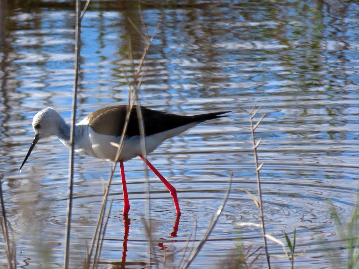 Black-winged Stilt - ML618266765