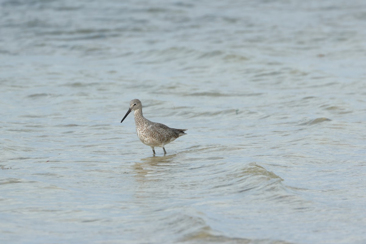 Willet - ML618266793