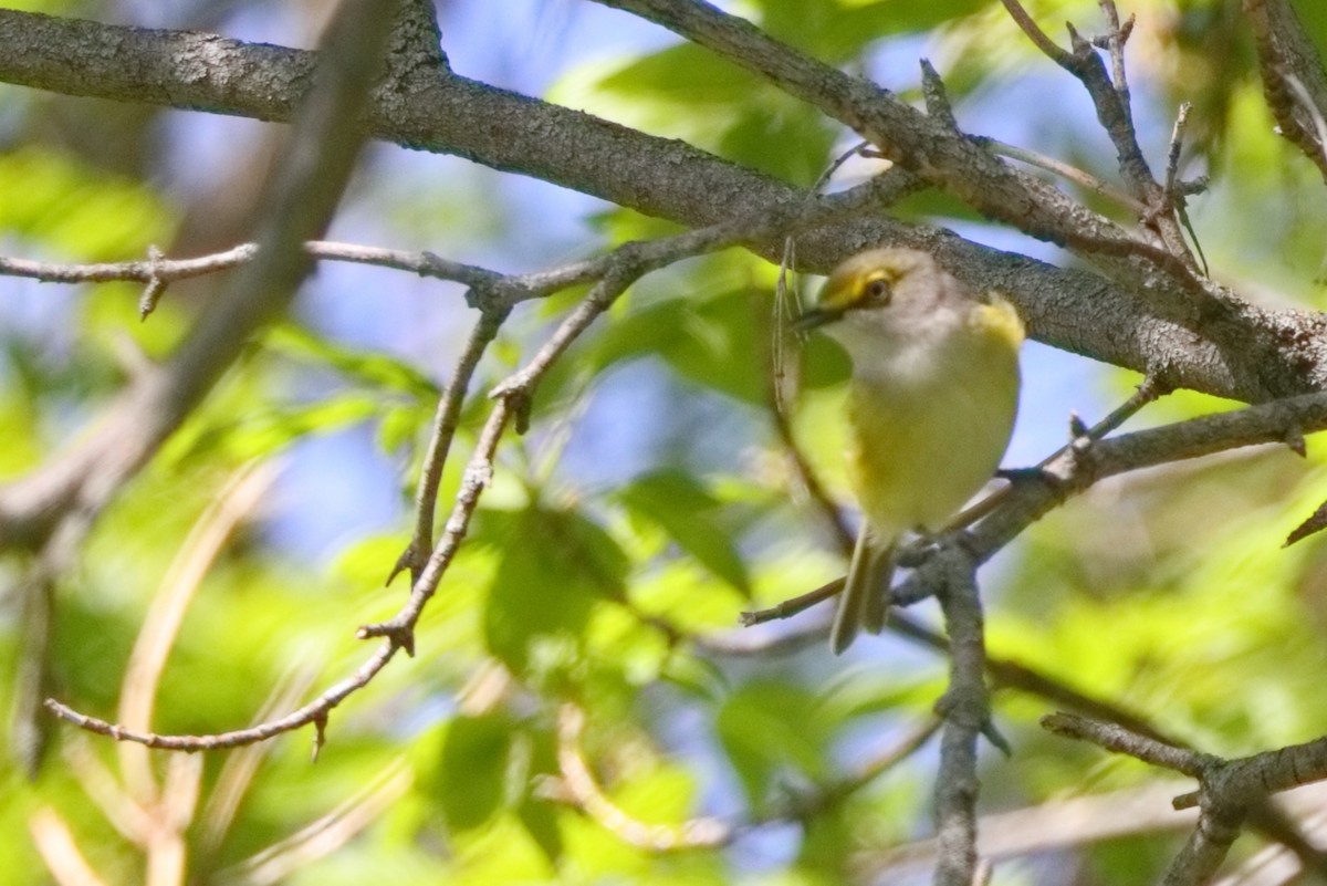 White-eyed Vireo - ML618266801