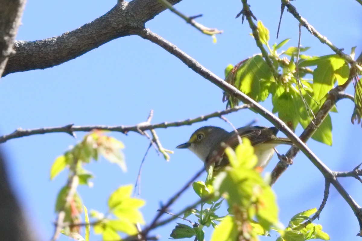White-eyed Vireo - ML618266802